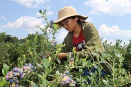 Blueberry Picking Places in Lowell Massachusetts