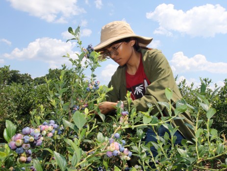 Blueberry Picking Places in Lowell Massachusetts