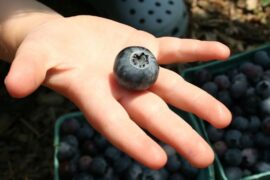 Blueberry Picking Places in Lynn Massachusetts