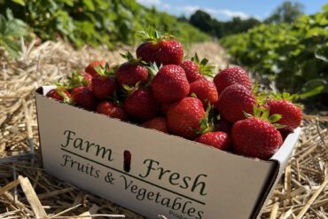 Cherry Picking Places in Framingham Massachusetts