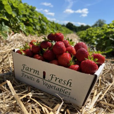 Cherry Picking Places in Framingham Massachusetts