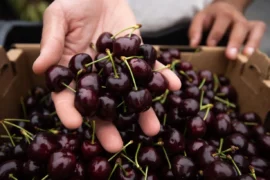 Cherry Picking Places in High Point North Carolina