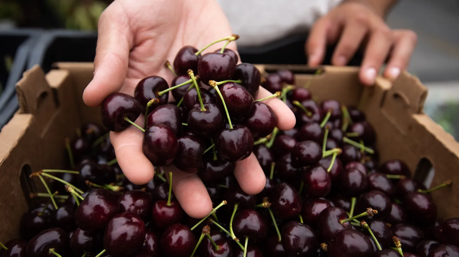 Cherry Picking Places in High Point North Carolina