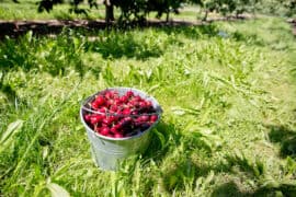 Cherry Picking Places in Lawrence Massachusetts