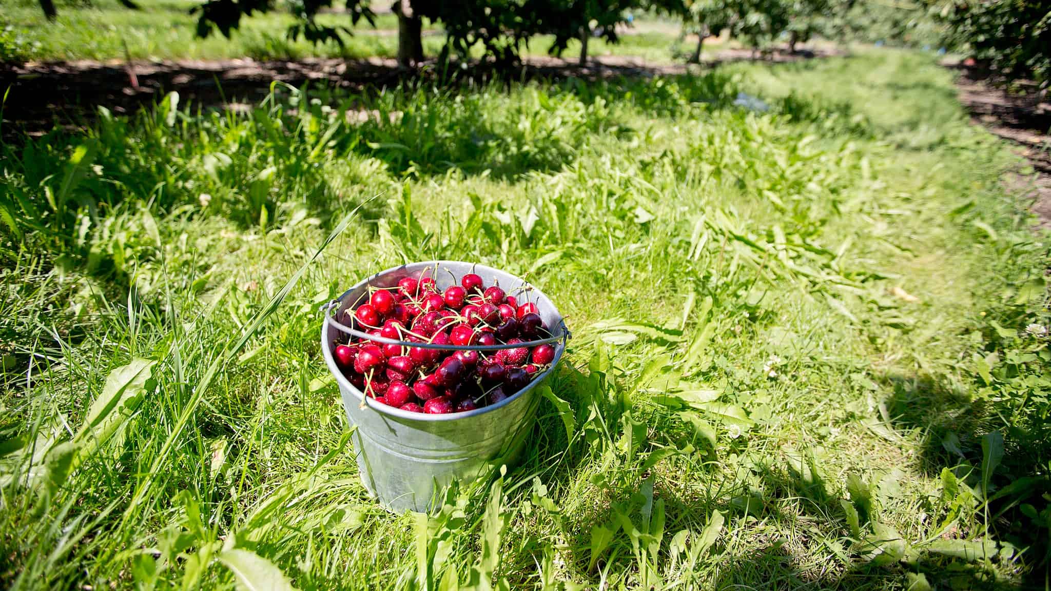 Cherry Picking Places in Lawrence Massachusetts