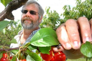 Cherry Picking Places in Springfield Massachusetts