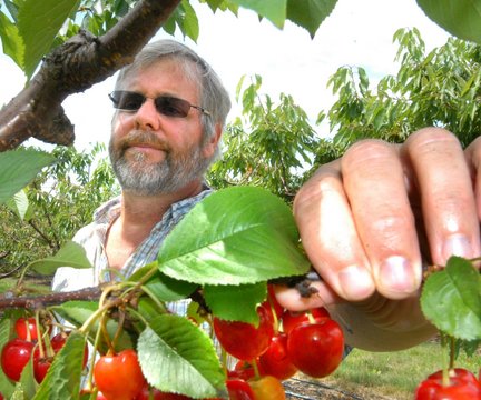 Cherry Picking Places in Springfield Massachusetts