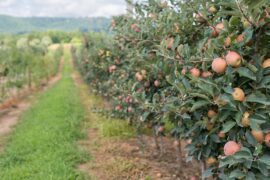 Fruit Picking for Kids in Cary North Carolina