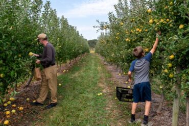 Fruit Picking for Kids in Evansville Indiana