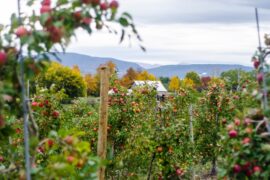 Fruit Picking for Kids in Fall River Massachusetts