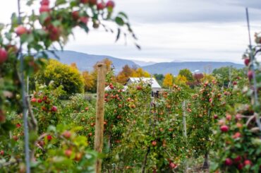 Fruit Picking for Kids in Fall River Massachusetts