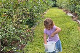 Fruit Picking for Kids in Fayetteville North Carolina