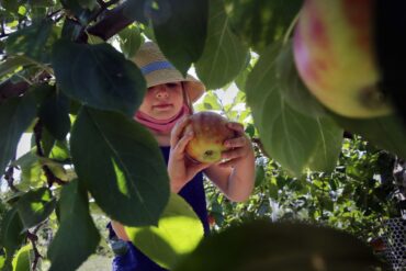 Fruit Picking for Kids in Framingham Massachusetts