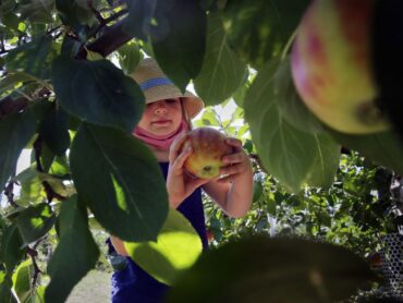 Fruit Picking for Kids in Framingham Massachusetts