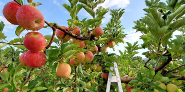 Fruit Picking for Kids in Gastonia North Carolina