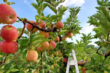 Fruit Picking for Kids in Gastonia North Carolina