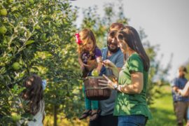 Fruit Picking for Kids in High Point North Carolina