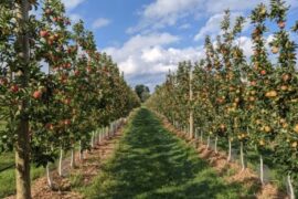 Fruit Picking for Kids in Lowell Massachusetts