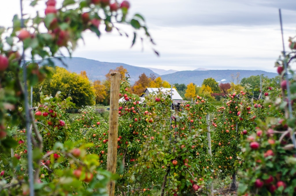 Fruit Picking for Kids in Lynn Massachusetts