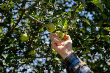 Fruit Picking for Kids in New Bedford Massachusetts