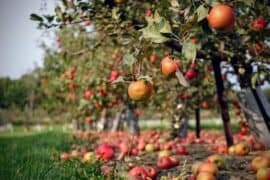 Fruit Picking for Kids in Springfield Massachusetts