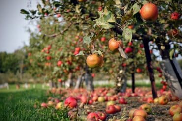 Fruit Picking for Kids in Springfield Massachusetts