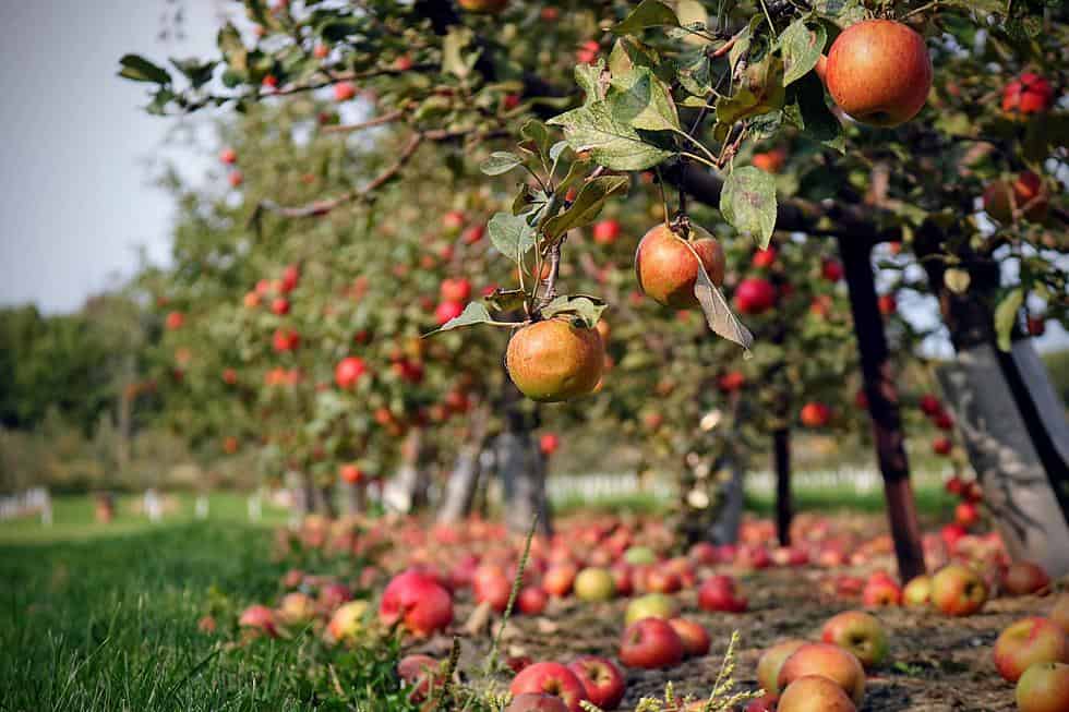 Fruit Picking for Kids in Springfield Massachusetts