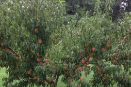 Fruit Picking in Concord North Carolina