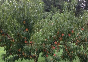 Fruit Picking in Concord North Carolina