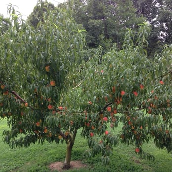 Fruit Picking in Concord North Carolina