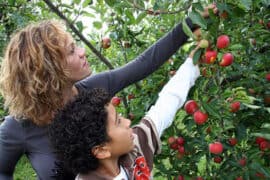 Fruit Picking in Hammond Indiana