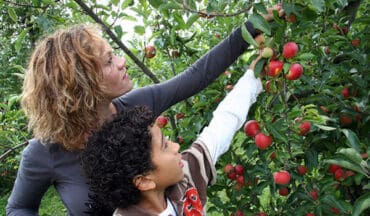 Fruit Picking in Hammond Indiana