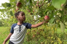 Fruit Picking in Haverhill Massachusetts