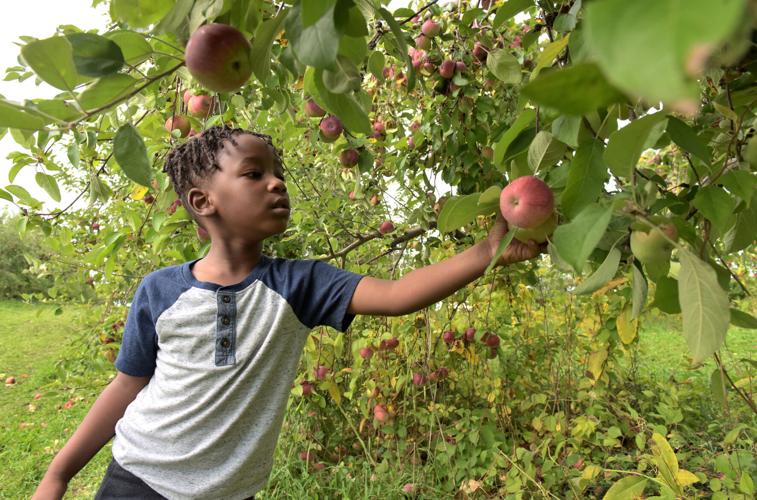 Fruit Picking in Haverhill Massachusetts