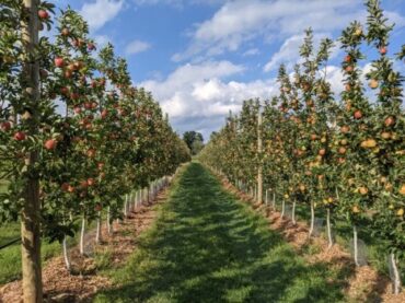 Fruit Picking in Lowell Massachusetts