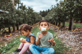 Fruit Picking in Newton Massachusetts