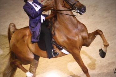 Horse Riding in Gastonia North Carolina