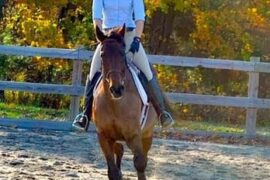 Horse Riding in Lowell Massachusetts