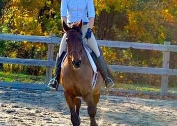 Horse Riding in Lowell Massachusetts