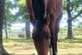 Horse Riding in New Bedford Massachusetts