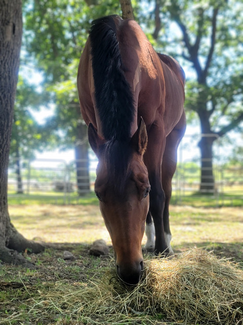 Horse Riding in New Bedford Massachusetts