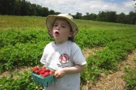 Strawberry Picking Places in Brockton Massachusetts