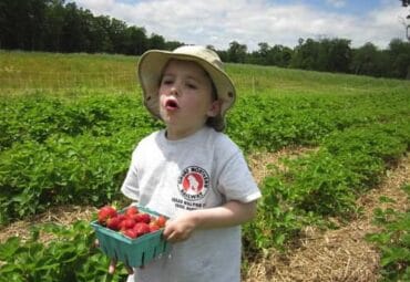 Strawberry Picking Places in Brockton Massachusetts