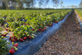 Strawberry Picking Places in Cary North Carolina