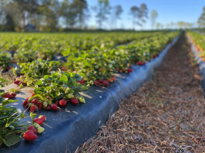 Strawberry Picking Places in Cary North Carolina