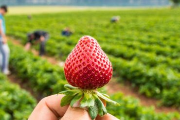 Strawberry Picking Places in Concord North Carolina