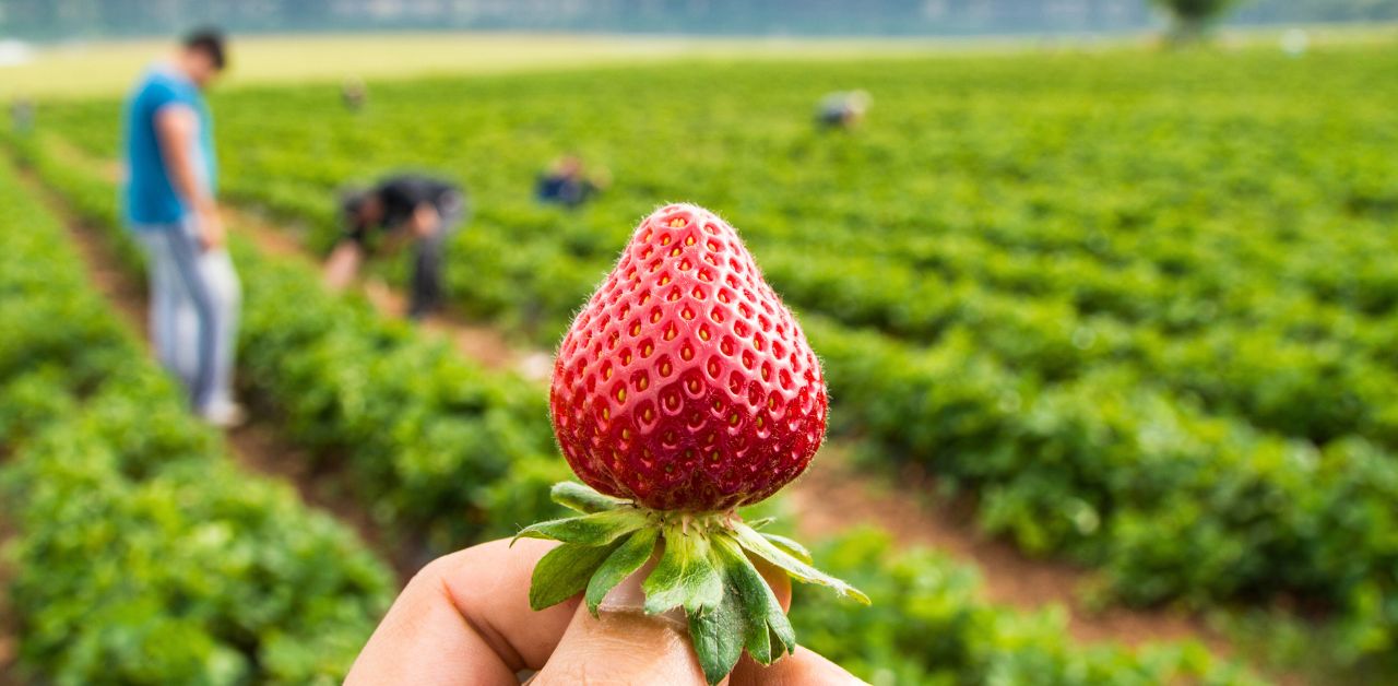 Strawberry Picking Places in Concord North Carolina