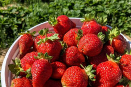 Strawberry Picking Places in Fall River Massachusetts