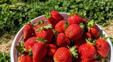 Strawberry Picking Places in Fall River Massachusetts