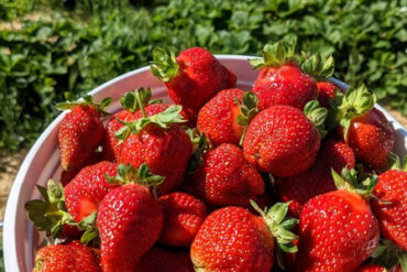 Strawberry Picking Places in Fall River Massachusetts